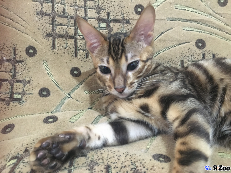 Авито коломна котята свежие объявления