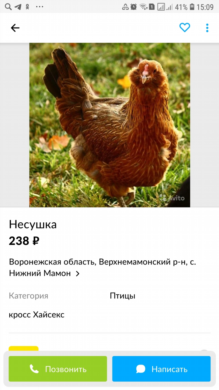 Авито объявления новосибирск бесплатные от частных лиц