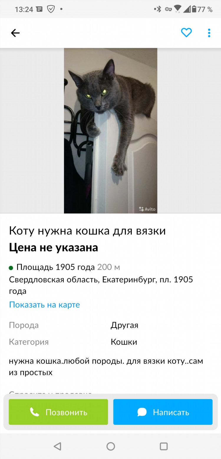 Авито животные курган объявления кошки котята