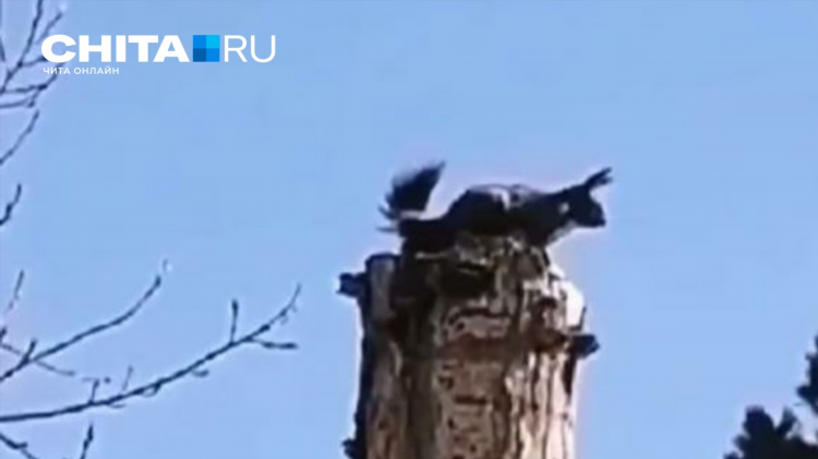 Новокручининск доска объявлений