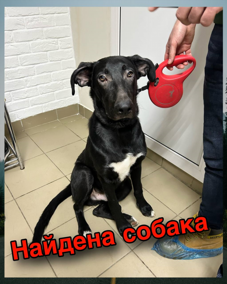 Объявление найден щенок
