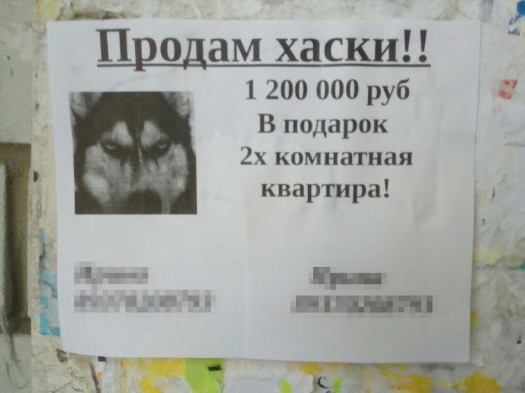 Объявление о продаже собаки