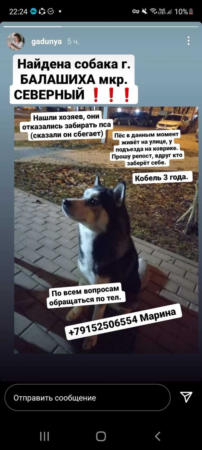 Объявления о пропаже животных иваново