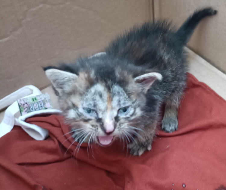 Отдам котенка доска объявлений