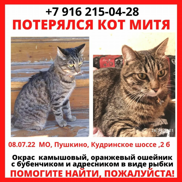 Потерялся кот объявление
