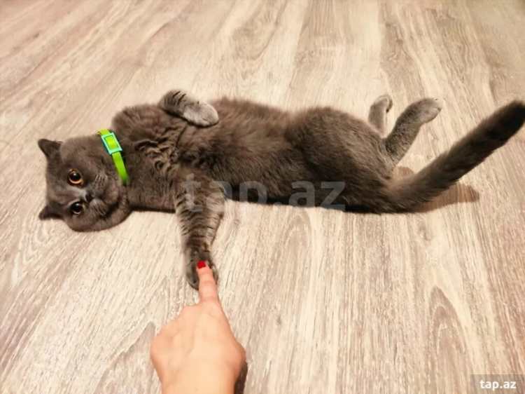 Вязка котов и кошек объявления